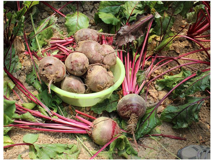 紫菜根种子红甜菜头种籽食用甜菜种子蔬菜榨汁生食水果种孑