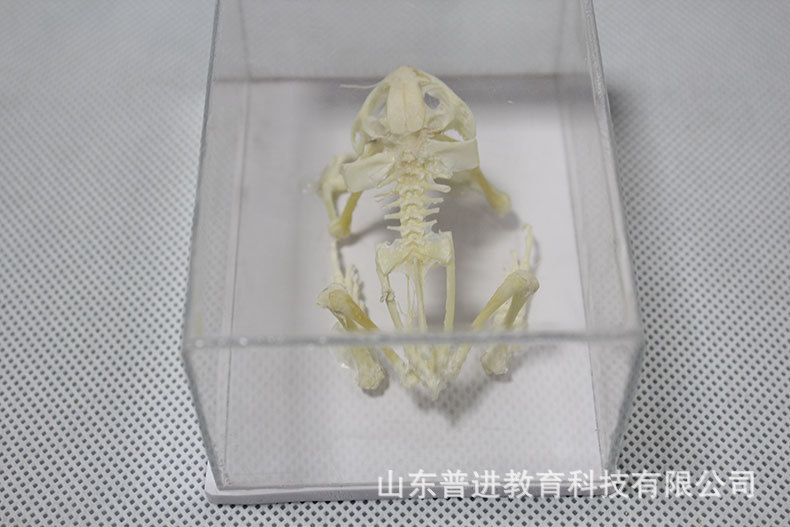 生物骨骼标本实验室蛙骨骼标本生物教学实验骨骼标本生物教学模型