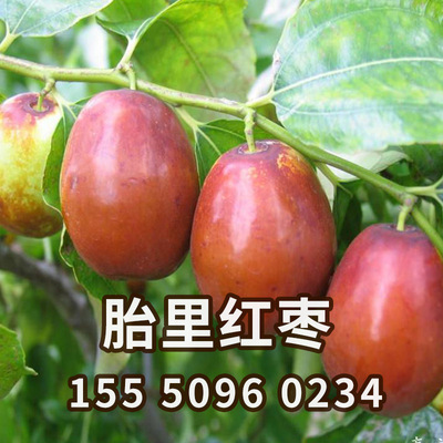 国内珍稀枣树苗 胎里红 嫁接枣树苗 果中珍品 胎里红枣子果树苗木