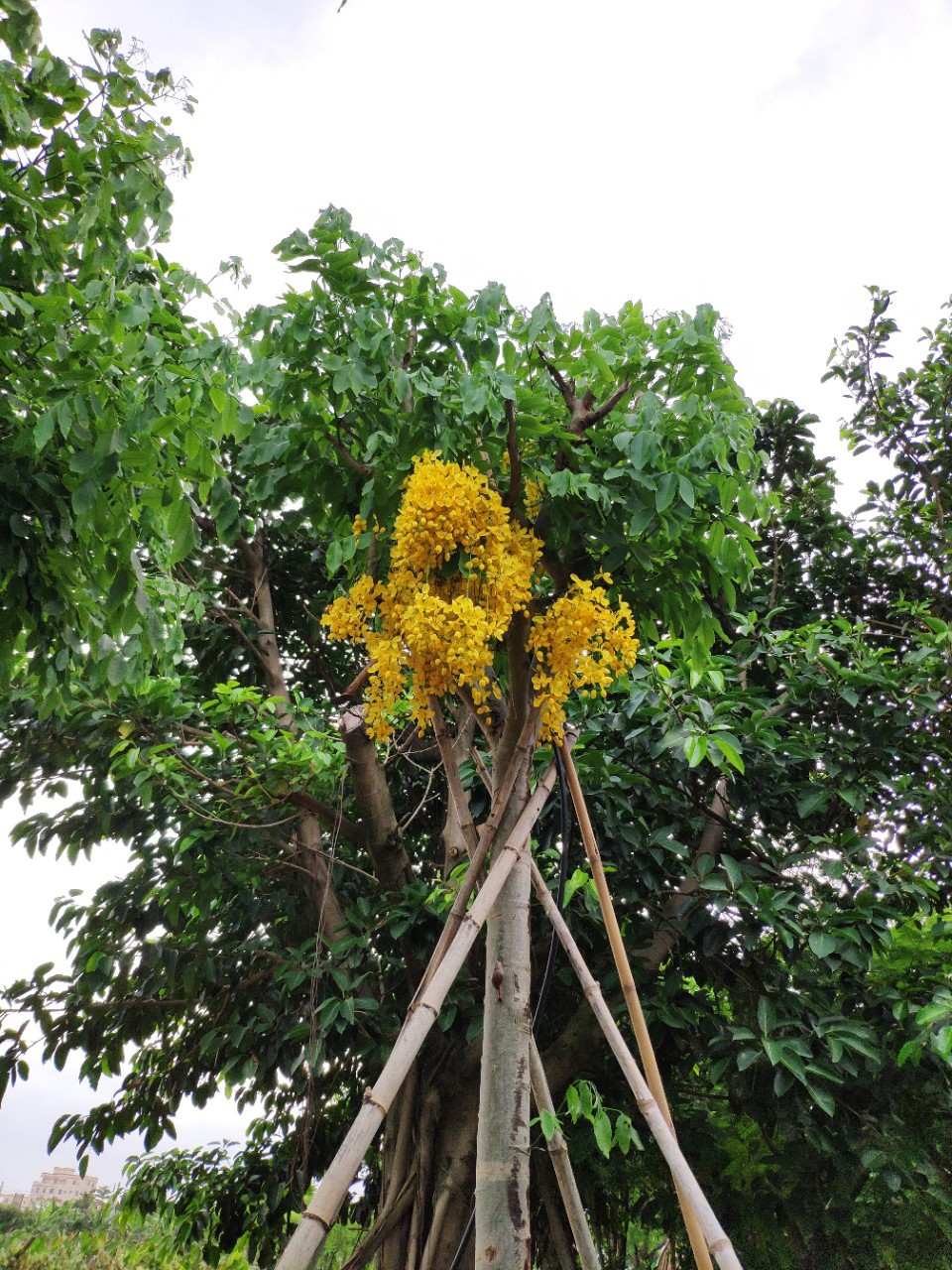 907供应黄花腊肠树1215cm假植苗开花乔木绿化行道树