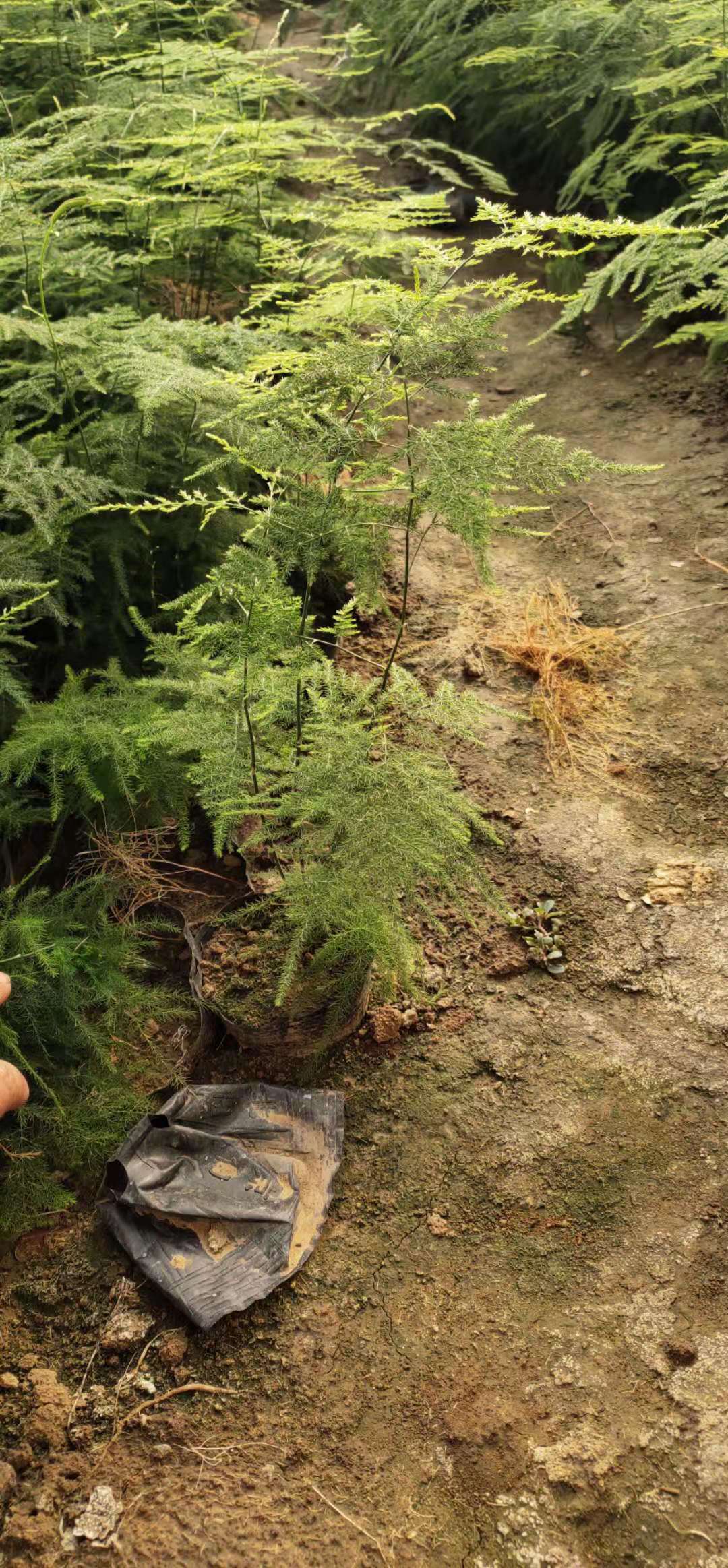 文竹盆栽批发办公室绿植盆栽花卉花苗盆景植物绿植盆栽花卉盆栽
