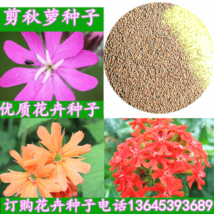 优质花海专用草花种籽大花剪秋罗种子多年生草本四季可播种剪秋萝
