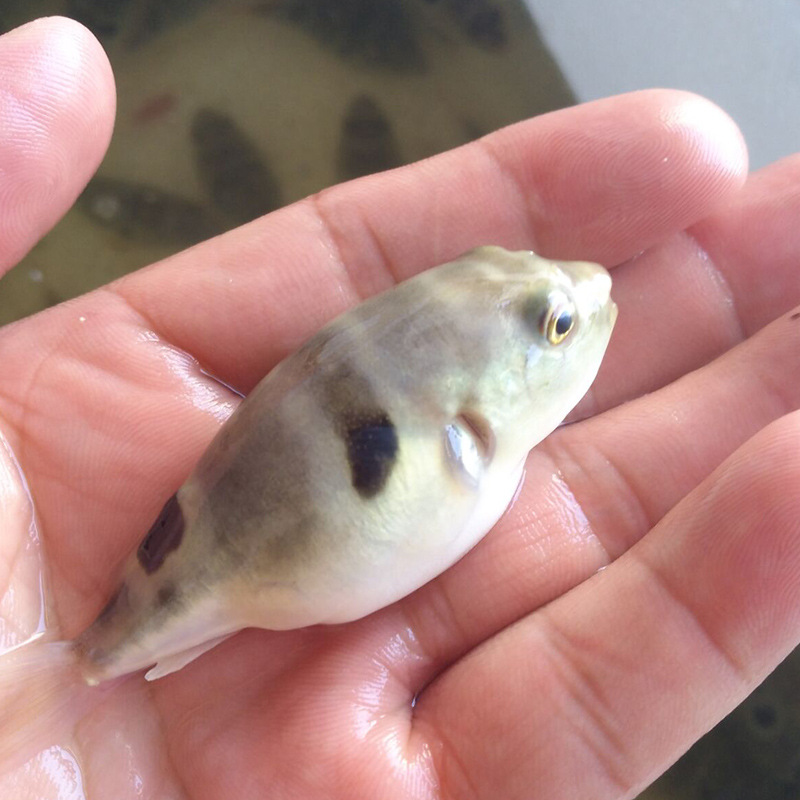 东方暗纹河豚鱼