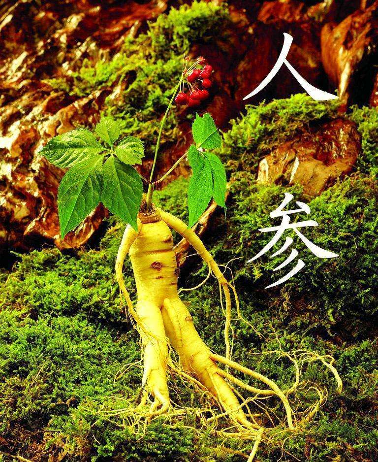 土人参价格多少一斤,野山参的价格,厂家报价 - 阿里巴巴商友圈