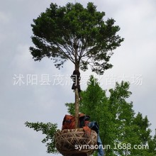 黄杨树独杆黄杨瓜子黄杨别墅庭院地景