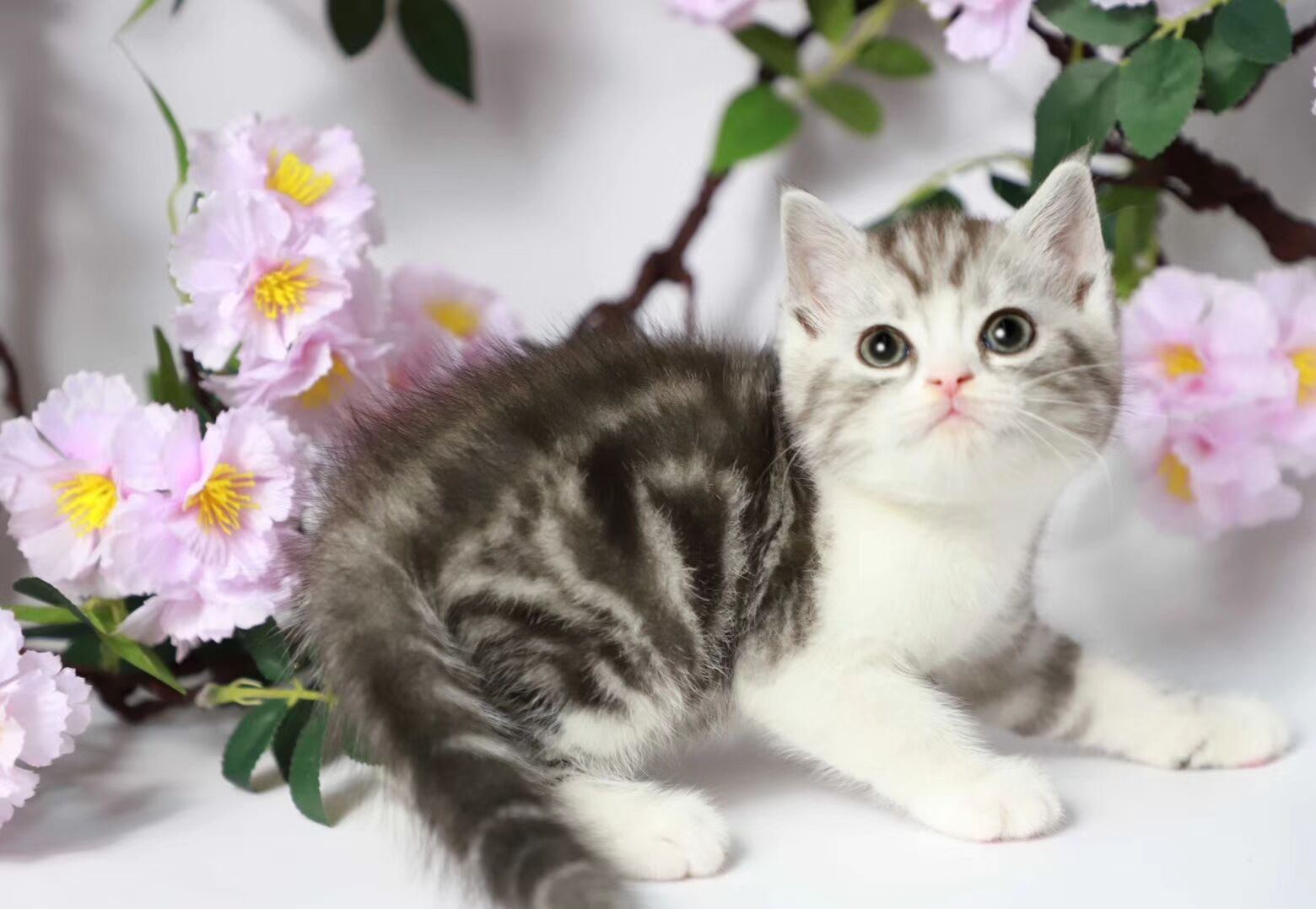 起司猫活体 美短加白虎斑猫幼猫家养猫小虎斑大虎斑美短加白起司