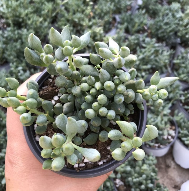 多肉植物锦上珠实拍 一盆2-3颗一盆价格绿植盆栽创意新款稀有贵货