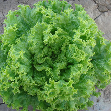 原装小包装蔬菜种子彩包四季盆栽易种蔬菜种子