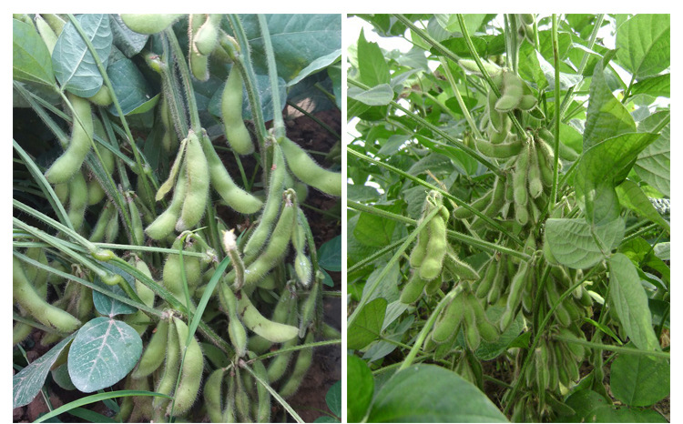 农家大粒毛豆种子鲜食青毛豆大豆早熟季春夏秋季五谷豆荚蔬菜种孑