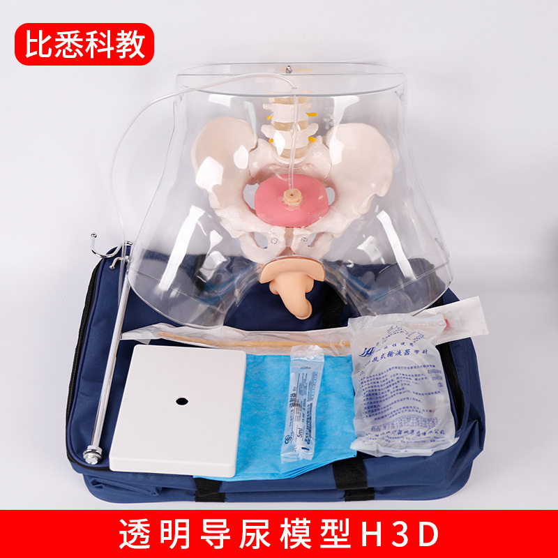 高级透明女性导尿模型插管模拟人医学人体模型教学培训专用