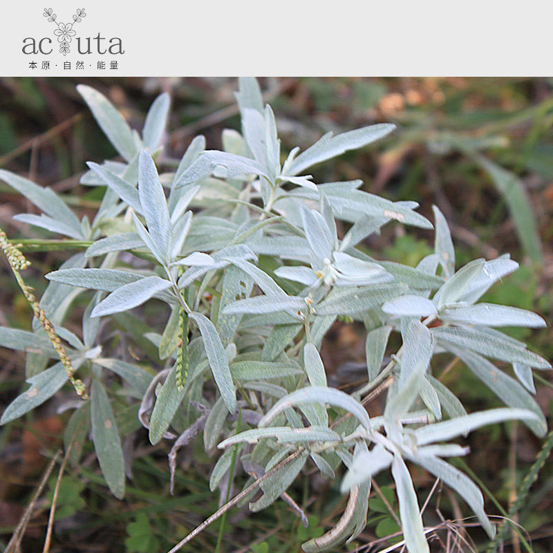 (美国)银艾【产地直供 白色鼠尾草 龙脑为主】