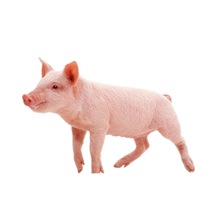 山东仔猪价格，20斤的小猪仔猪价格多少钱一斤，湖北三元苗猪价格