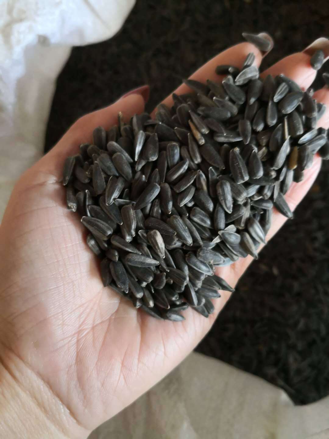 油葵籽小黑瓜子葵花籽鹦鹉鸟食榨油专用粮食鸟食鸟饲料鸽子仓鼠