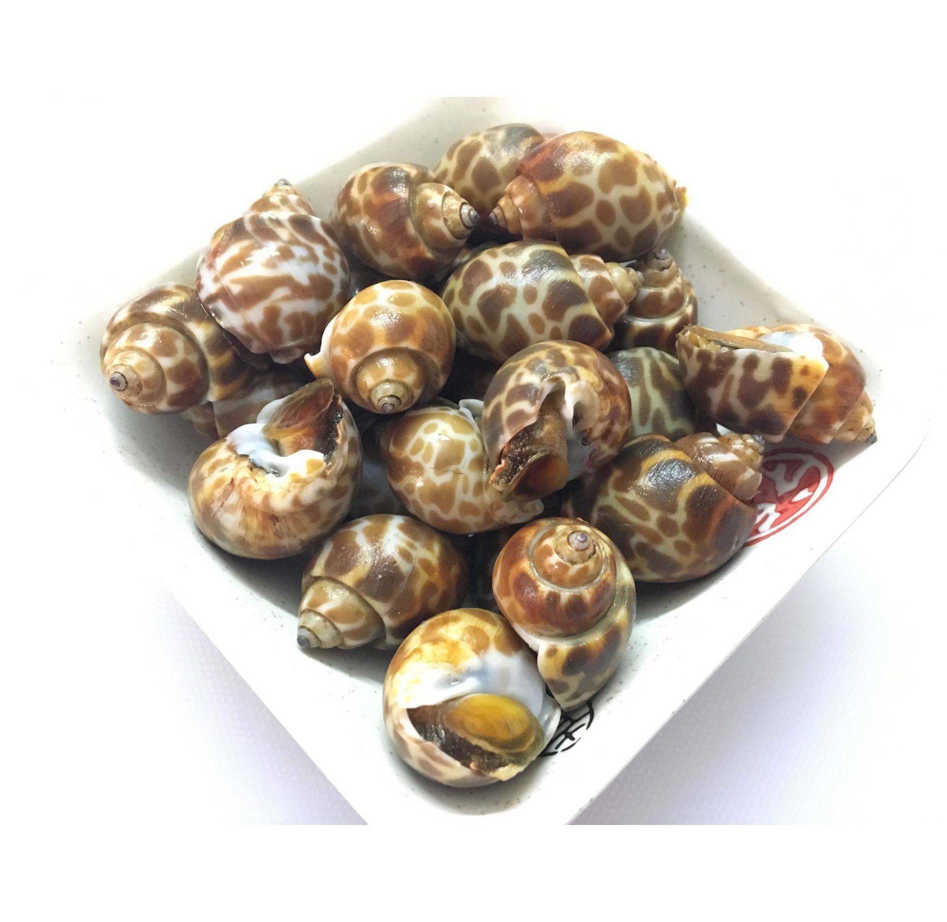 批发冷冻 印度香螺贝类海螺小吃麻辣醉花螺 规格50-80粒