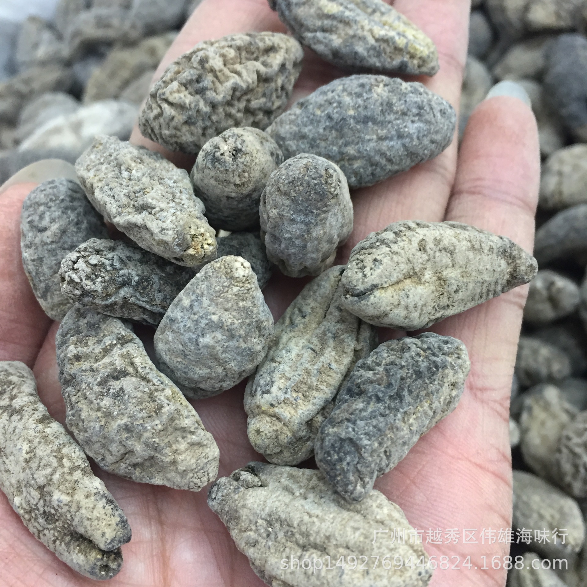 野生淡干乌圆参乌园参乌仁参 厚肉泡发好 野生海参干货100-300头