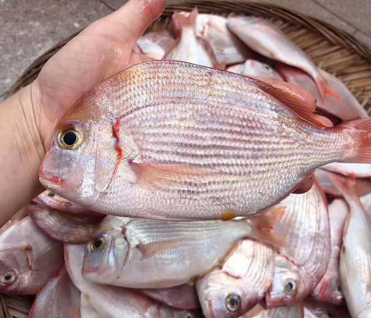 东山深海赤棕鱼东海深海鱼