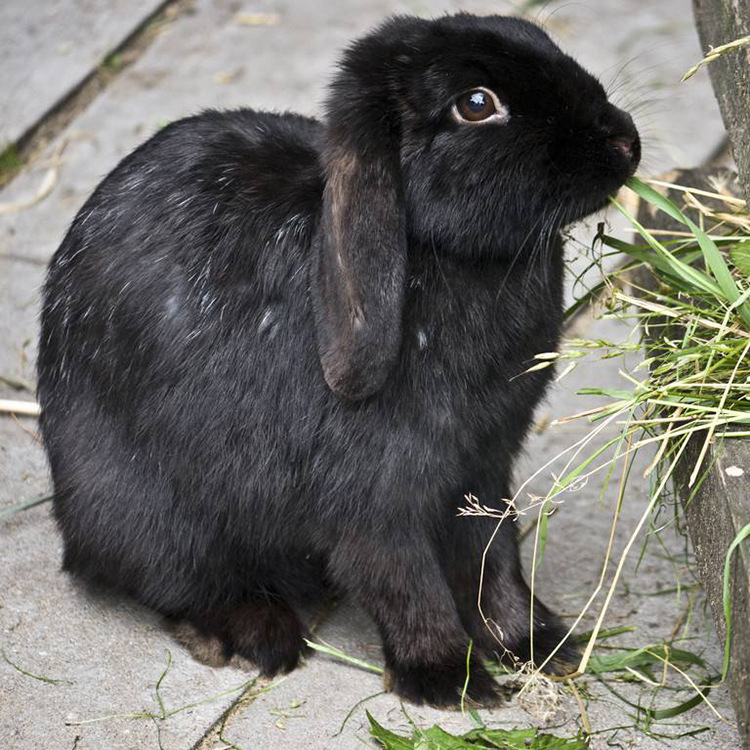 肉兔厂家 黑兔 市场上口碑好的肉兔品种 兔子加盟方法