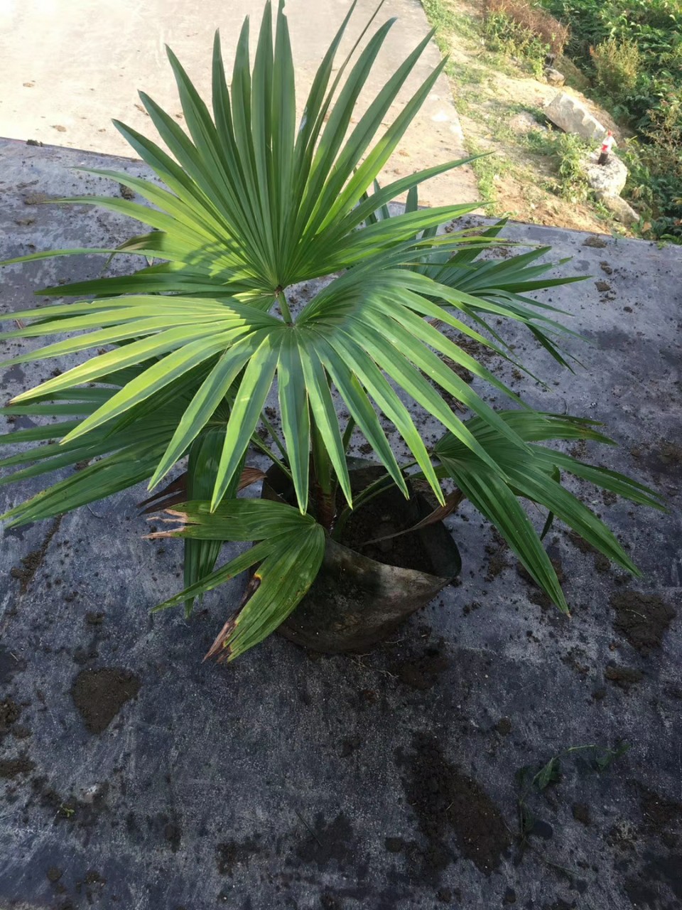 903批发供应 小蒲葵 50-70cm高袋苗 棕榈树 容器苗