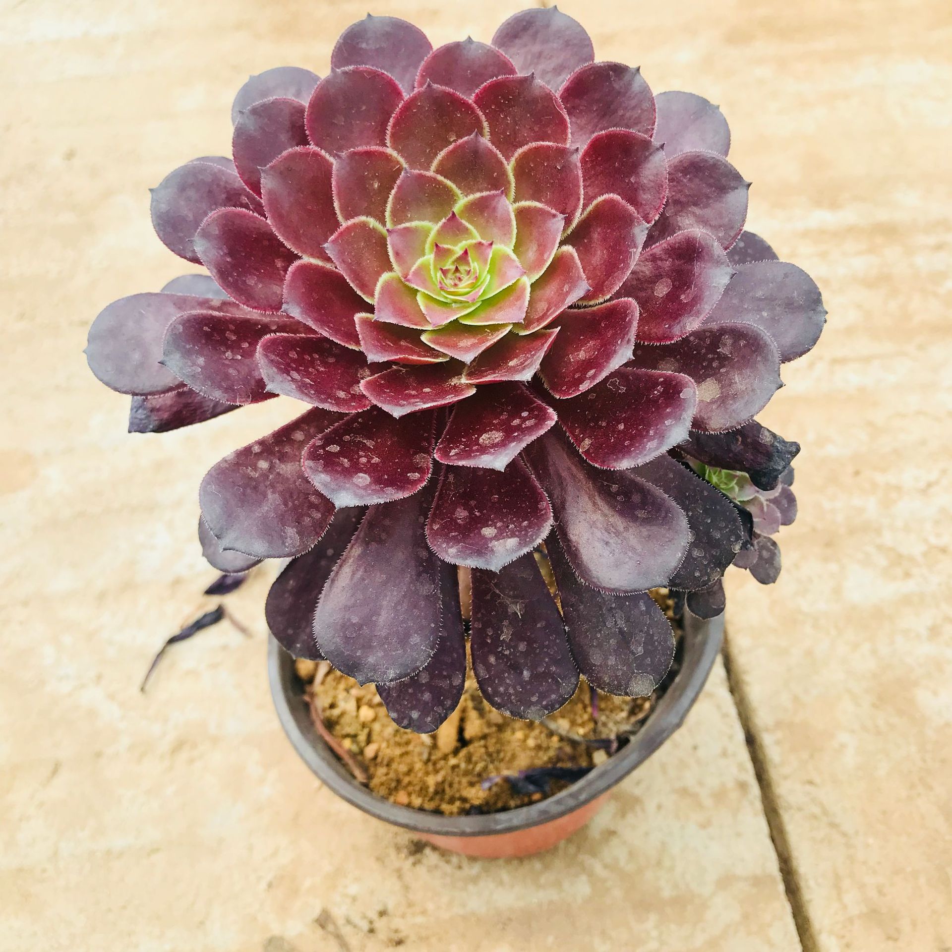 多肉法师手捧花系列铜壶法师 多肉群生老桩萌肉 室内盆栽绿植花卉