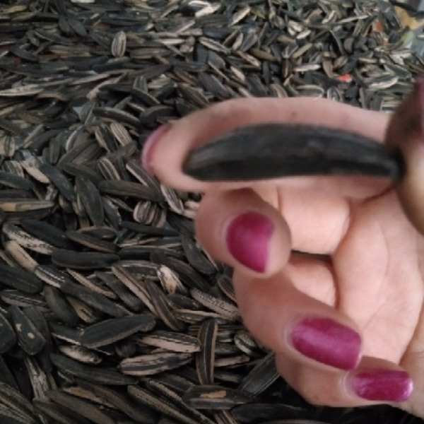 现炒新货黑牙签瓜子狼牙月牙瓜子原味生瓜子椒盐咸葵花籽五香零食