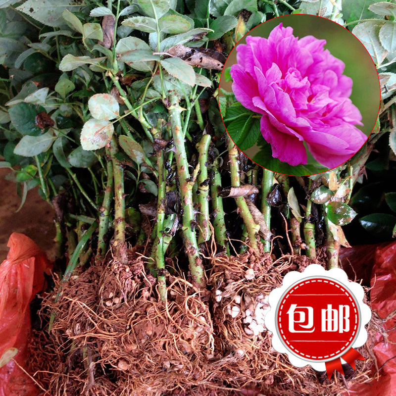 云南昆明基地供应玫瑰月季花种苗 滇红可食用玫瑰花种苗四季常开