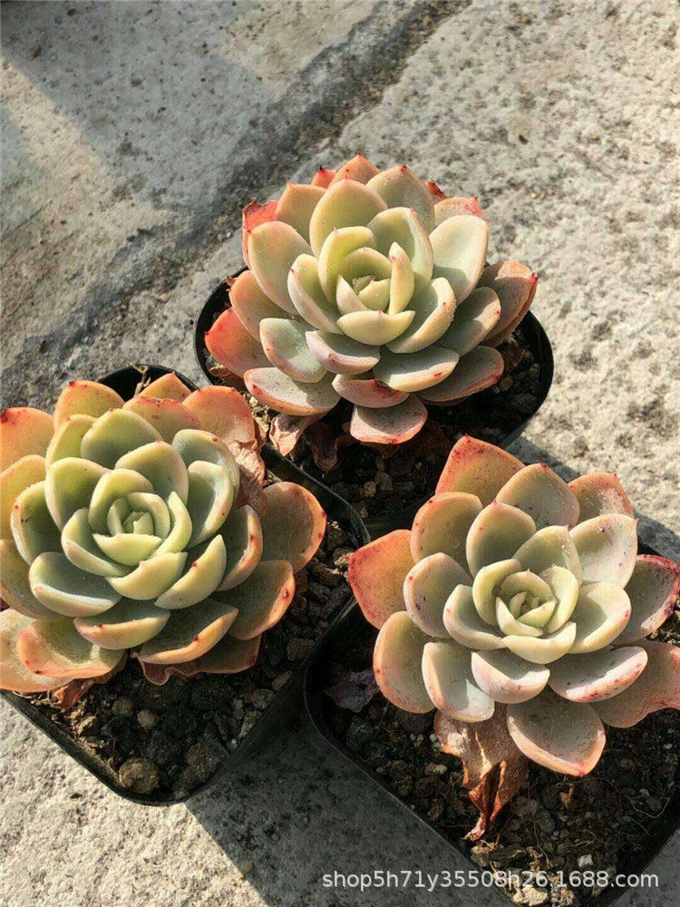 859大棚批发多肉盆栽品种 粉色贝拉单头多肉植物裸根发限量