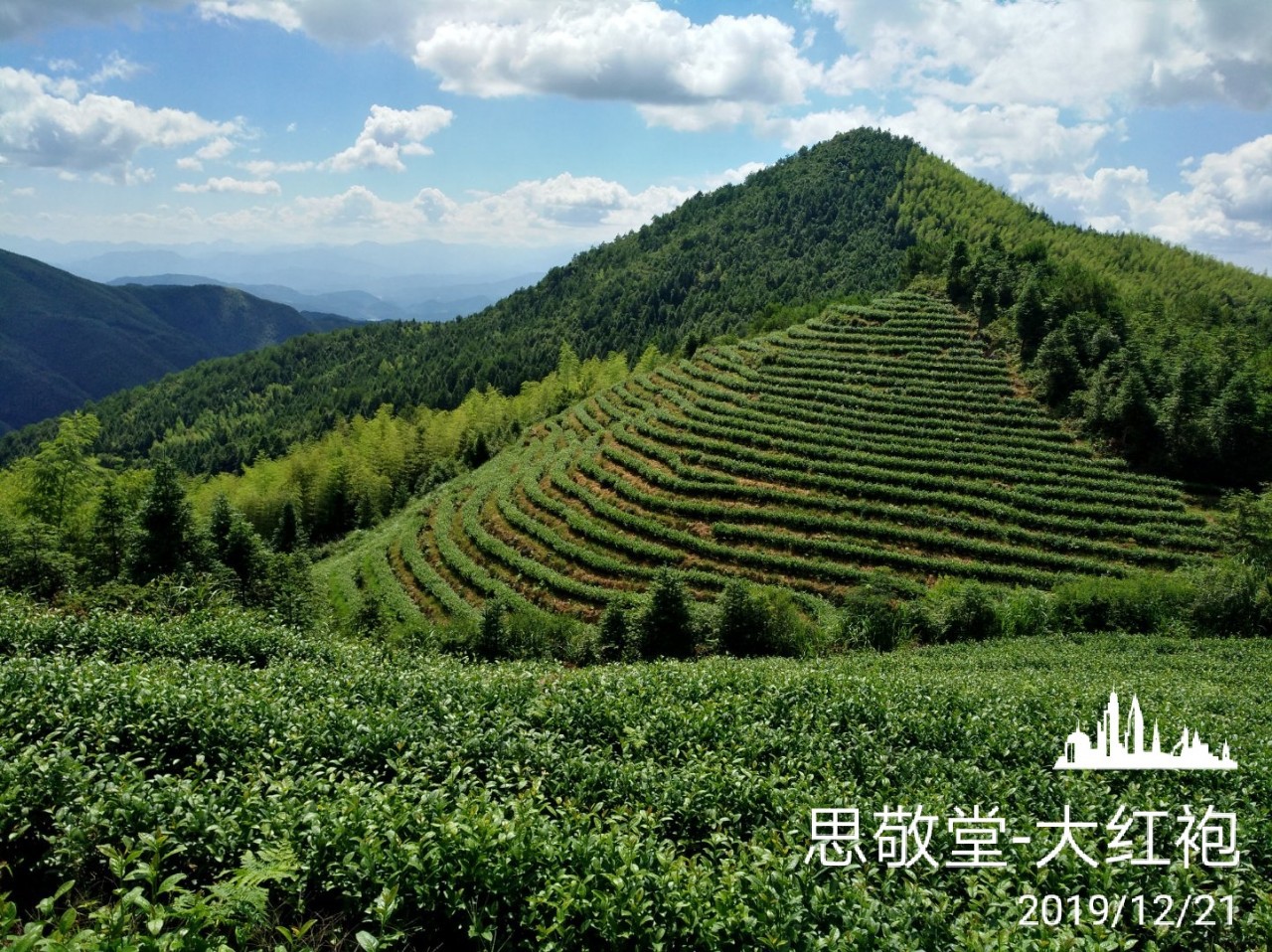 大红袍/金牡丹武夷岩茶高香型原味大红袍传统工艺原生态厂家直销