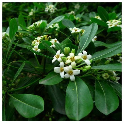 庭院绿化树苗海桐树四季常青气味芳香驱蚊虫绿植物围墙绿篱笆围墙