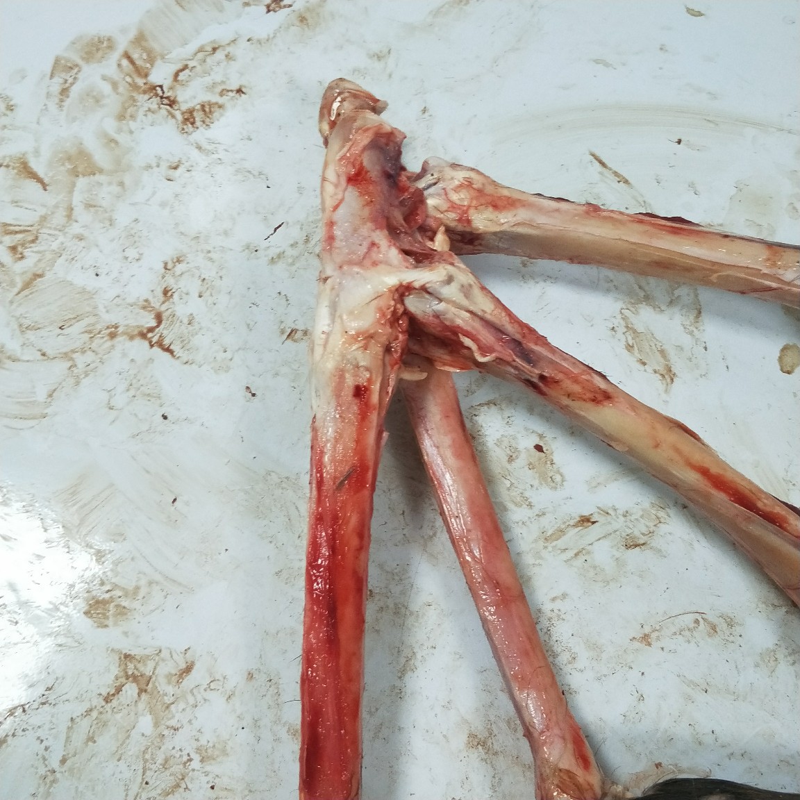 梅花鹿腿骨,煲汤的佳品