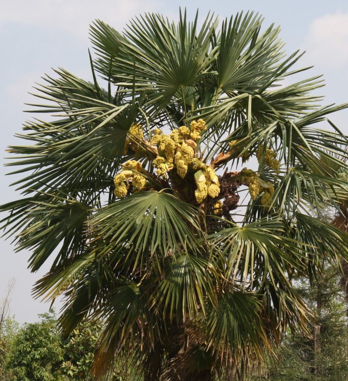 大量批发各规格矮棕树及其他苗木品种,价格优惠,品种齐全