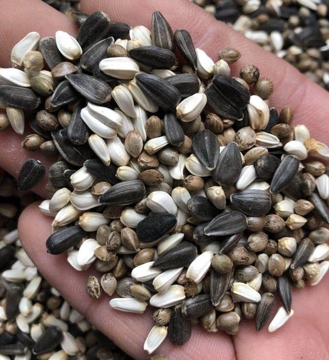 中颗粒麻子油葵子中大鹦鹉粮黑瓜子红花籽鸟食鸟粮鸽粮混合粮包邮