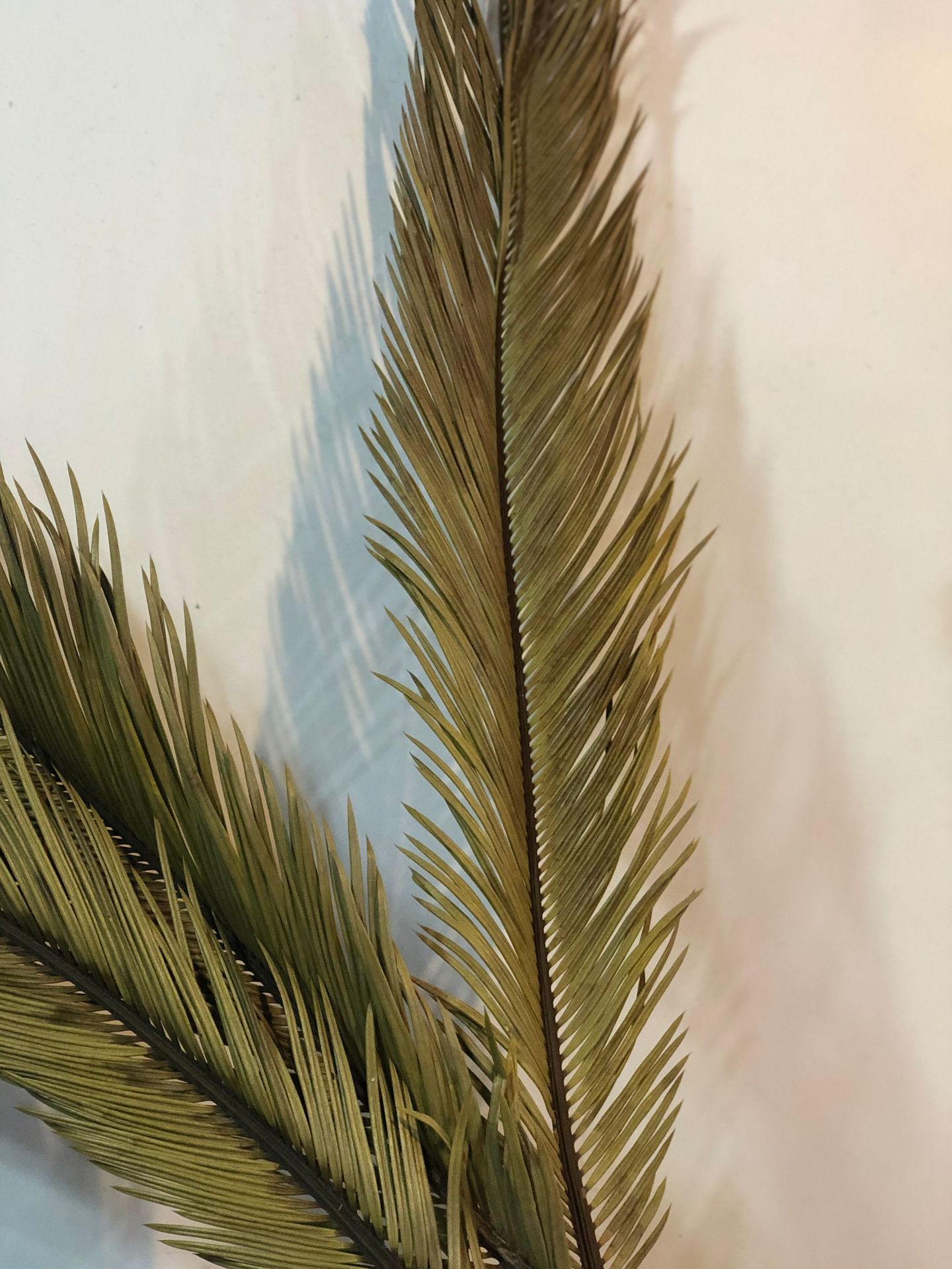 【铁树叶】天然干花植物铁树叶苏铁叶婚礼软装花材蒲葵搭配叶材