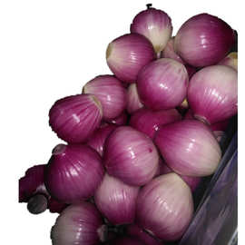 厂家直销去皮洋葱 小葱头工厂 洋葱厂家 洋葱价格