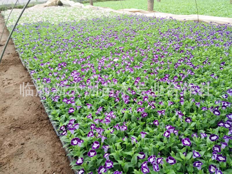 夏堇苗 夏槿花苗 景观绿化时令花卉园林观赏草花夏瑾苗