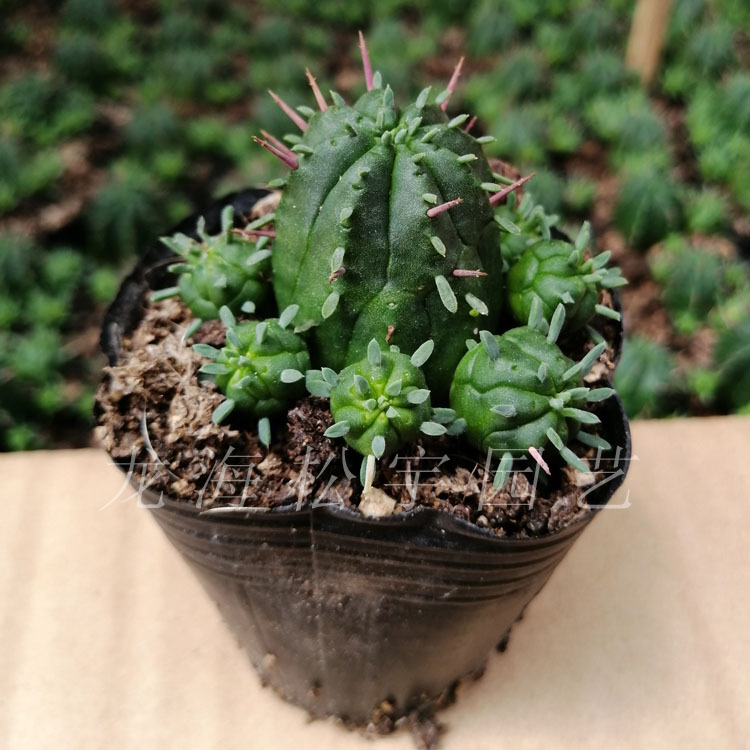 漳州多肉植物批发 约3cm火麒麟 裸根 花卉盆栽绿植仙人球仙人掌