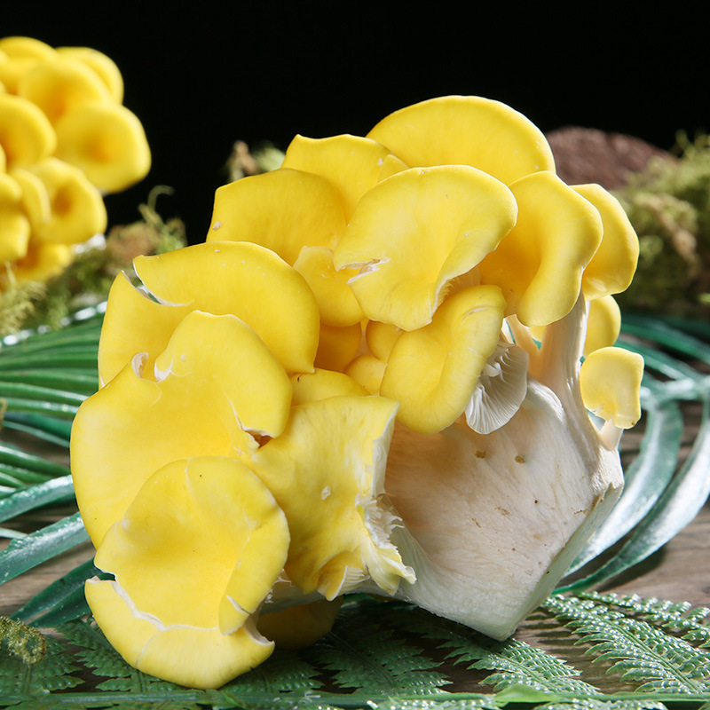 产地直供食用鸡油菌云南新鲜鸡油菌汤包食材云南特产菌菇定制批发