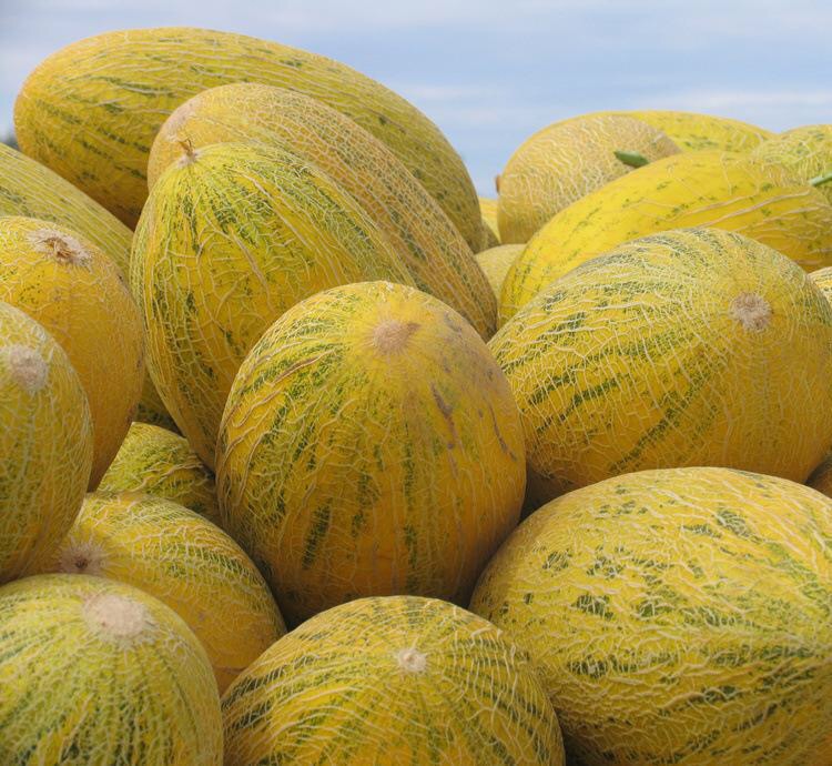 黄皮 绿斑 网纹 果肉橘红色哈密瓜 melon 4-6kg 全生育期85天