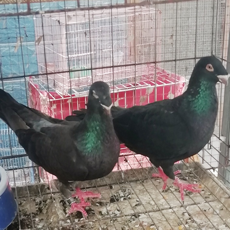 鸽子的养殖