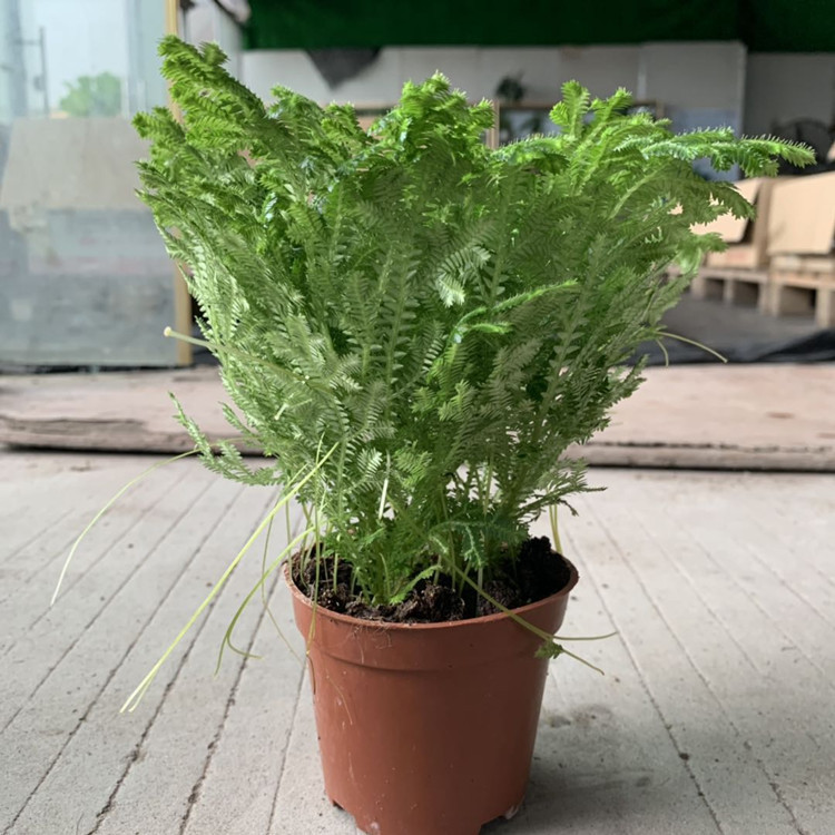 广州花卉盆栽基地自销荧光珊瑚蕨星光卷柏还魂草