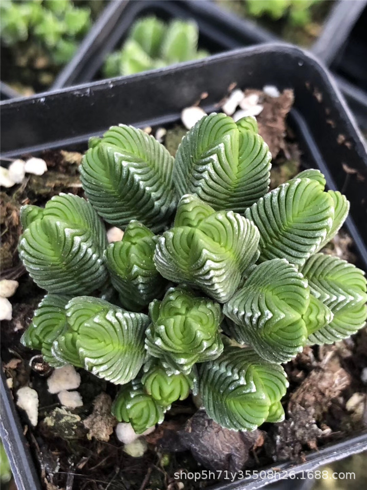 1155大棚限时批发多肉品种 达摩绿塔母本群多肉老桩植物裸根限量