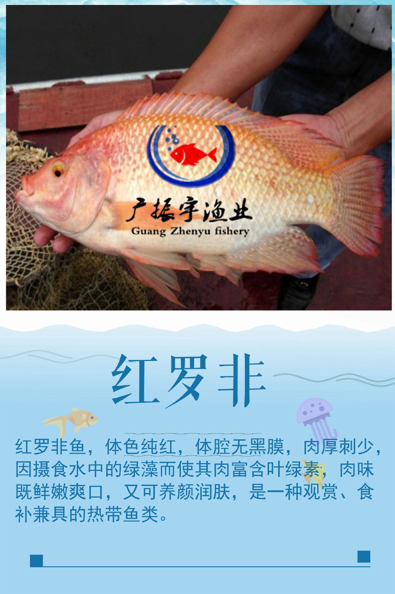 红罗非 鱼苗批发 罗非鱼苗 淡水养殖