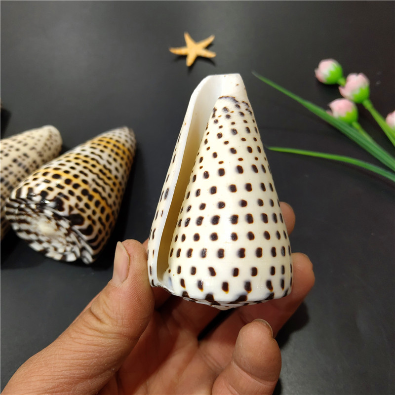 黑玉米螺 天然海螺贝壳 鱼缸水族微景观6/10厘米 婚庆家居摆件