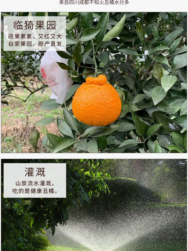 四川成都不知火丑橘水分多新鲜橘子香甜爽口不知火丑橘