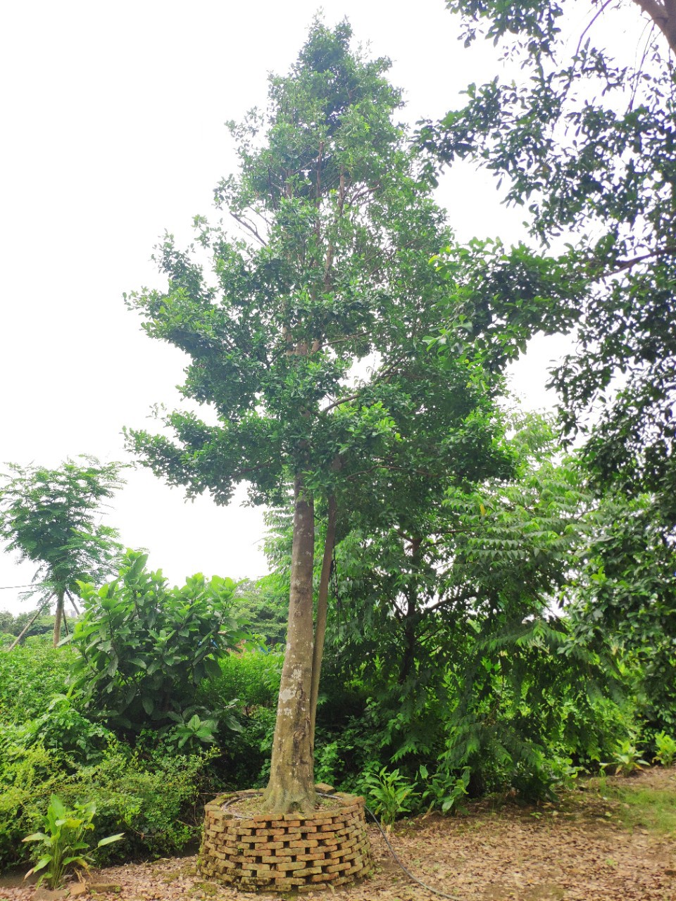 908供应 和顺树 25-30cm假植苗 庭院树 绿化乔木