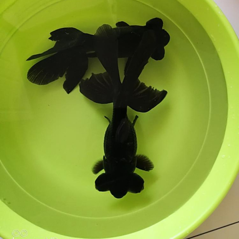 观赏小金鱼 活体淡水黑龙睛宠物小金鱼 上海养殖批发活体宠物鱼