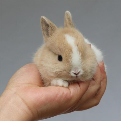 元兮萌宠 侏儒兔活体长不大茶杯兔小兔子小宠兔子宠物兔活体包活