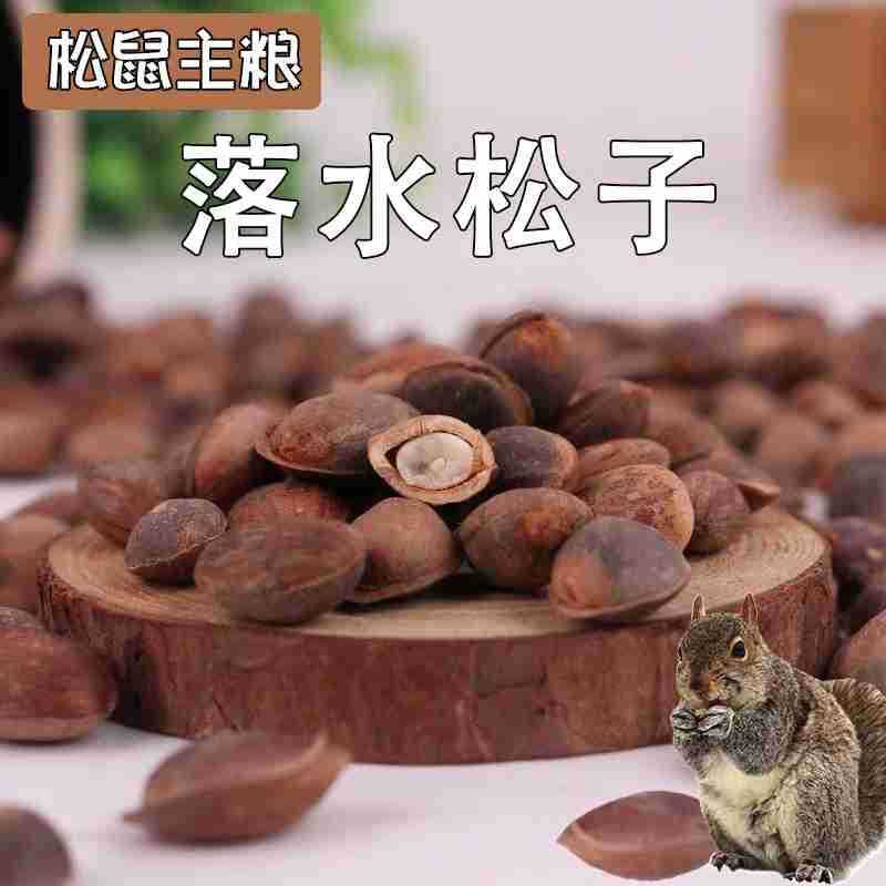 松鼠吃的松子生料粮食饲料金花魔王雪地黄山主粮大松子鹦鹉500g