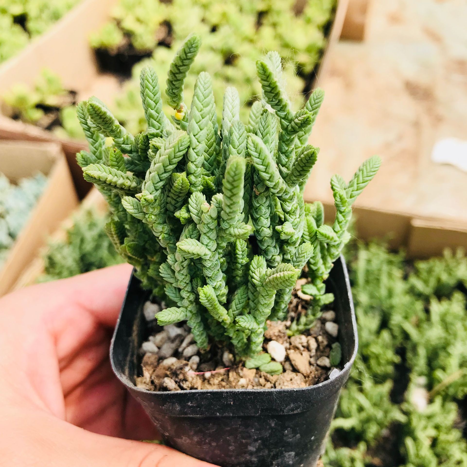 基地直销奇趣味多肉若绿 多肉植物组合盆栽办公室创意花卉青锁龙