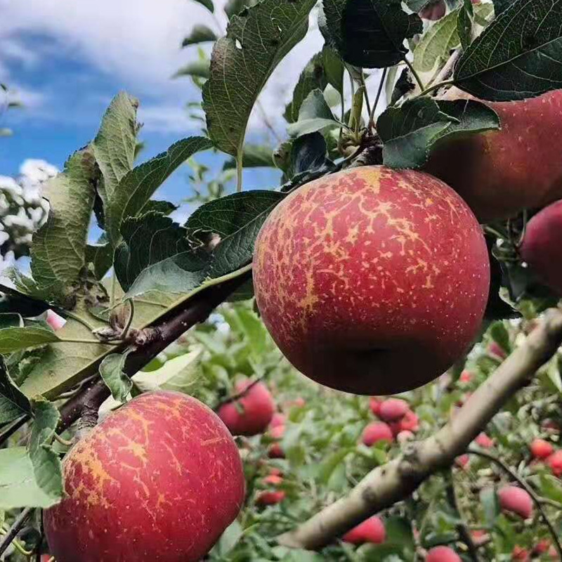 大凉山盐源丑苹果 冰糖心脆甜苹果新鲜水果当季整箱包邮红富士