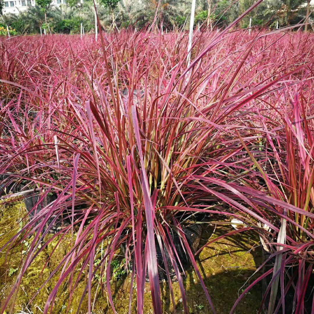 火焰狼尾草价格 基地直销 观赏草苗圃批发 多年生草本 冬天休眠